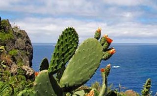 portugal uitzicht met cactus